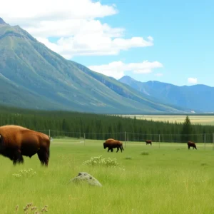 Bison in Yellowstone National Park