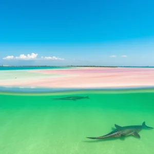 Scenic image of Tampa Bay featuring signs of red tide with discolored water.